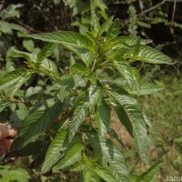 Ludwigia hyssopifolia (G.Don) Exell